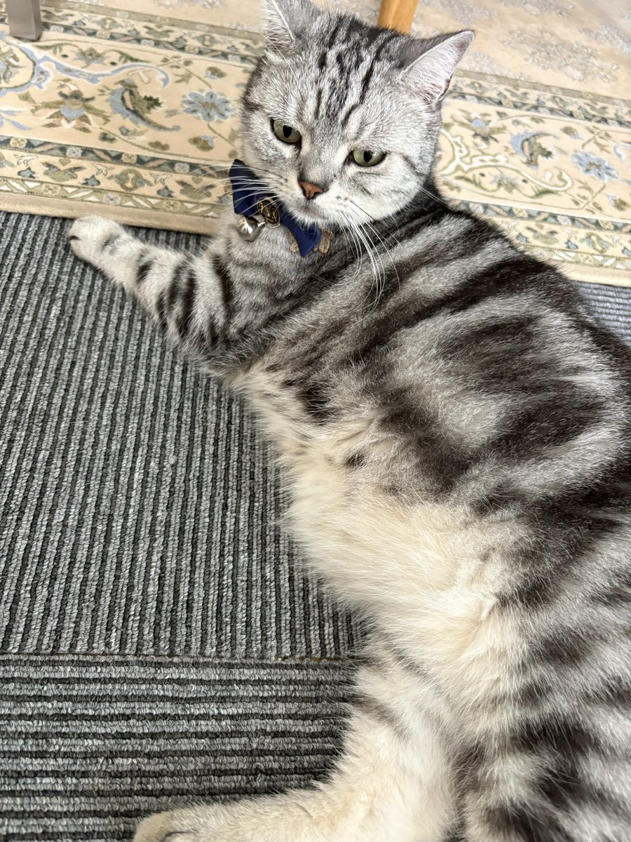lemiiiiiisa's tweet photo. 晴れてるから散歩いってくるねネコチャン https://t.co/xjhzI7wqsM