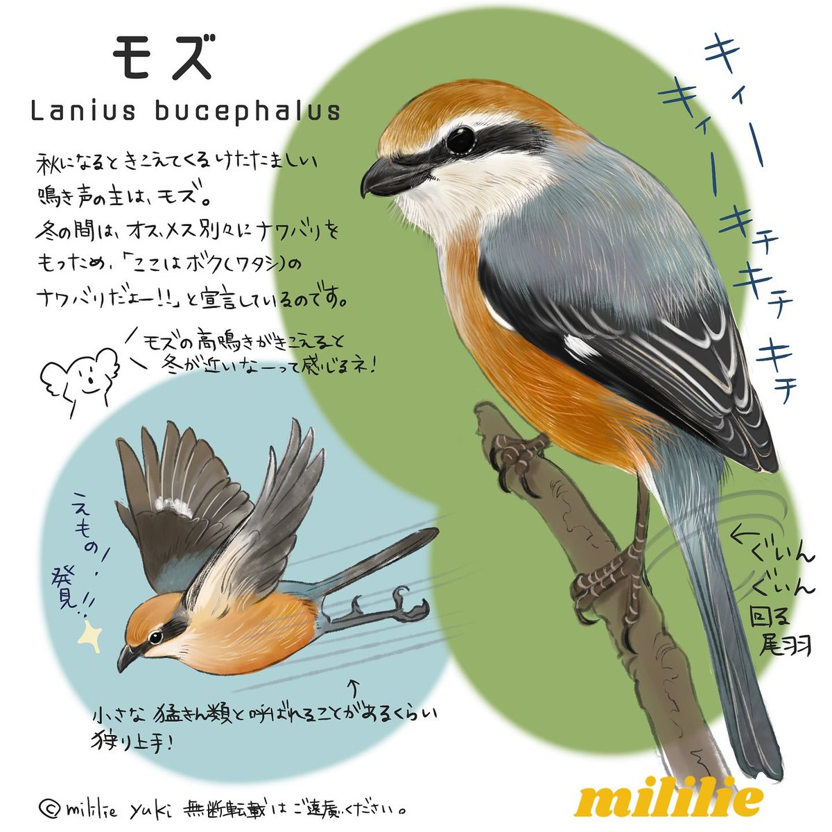 mililie_birds tweet picture