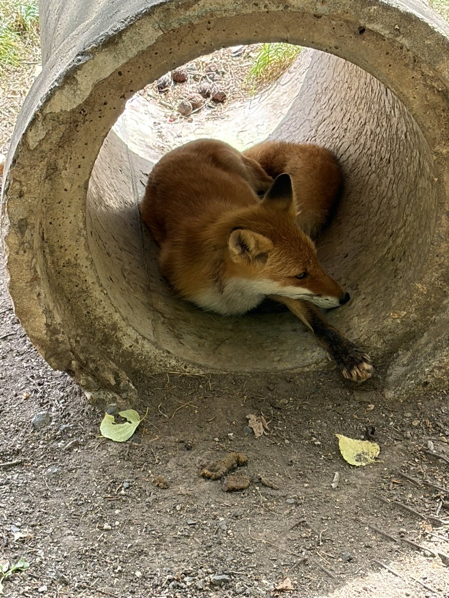 N8san's tweet photo. Fox farm https://t.co/uHhtm9IHOG