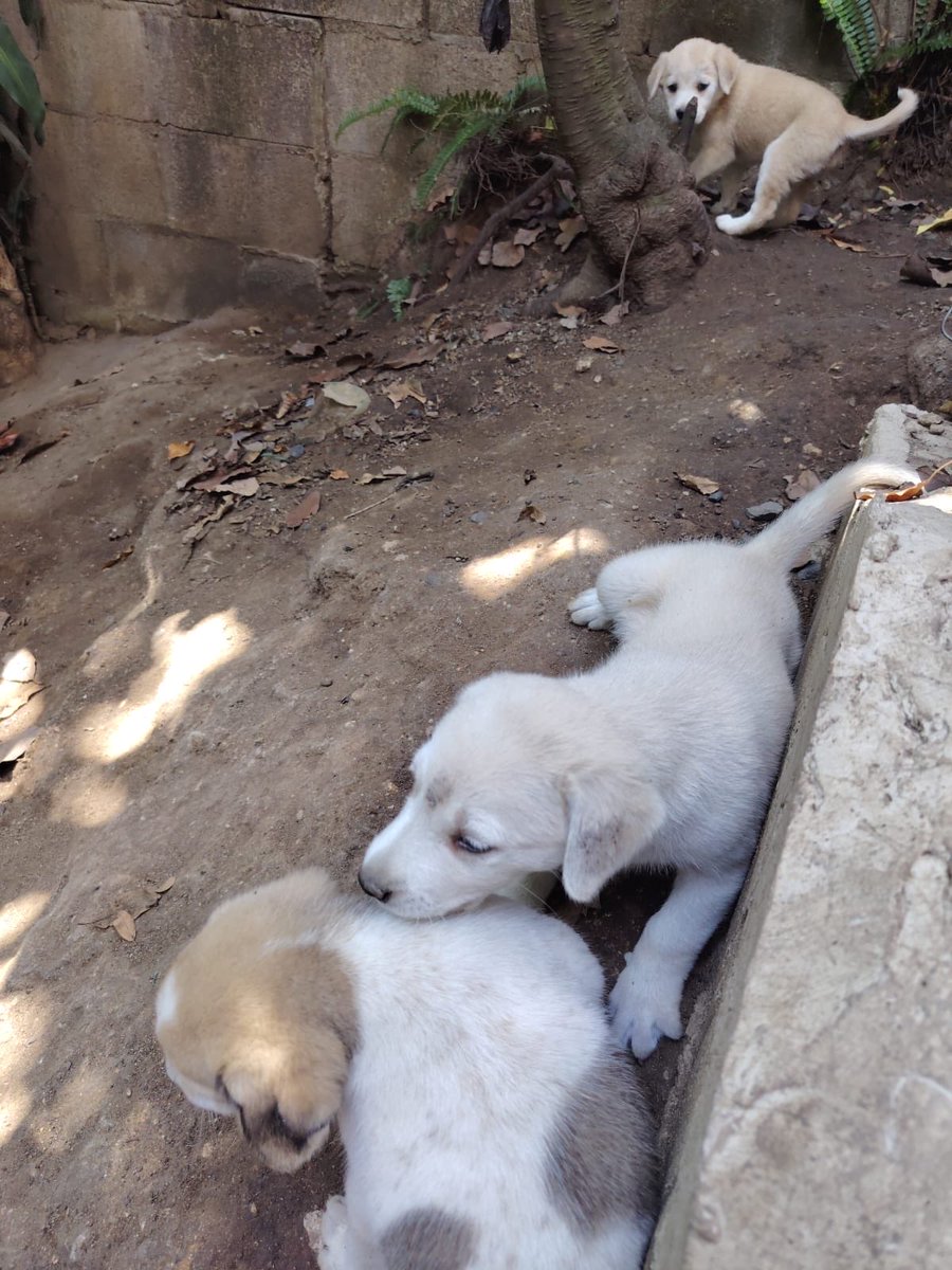 comoasivos's tweet photo. Amigos, estos tres cachorritos hermosos están buscando un hogar. Mirén qué bellezas 😭

Más info al DM https://t.co/JqBw4rpzsQ