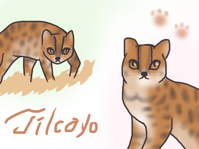eclair_queue's tweet photo. 画像で出てきた
やんのかティルカヨとおすましティルカヨ描いてみたかったので🐱
#ティルカヨ #イラスト https://t.co/msNgxq5KSi