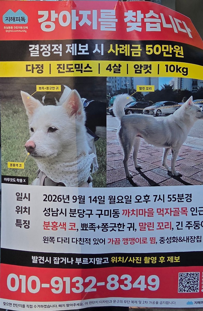 readingcain's tweet photo. 성남시에서 강아지 잃어버린 분이 있다고 해서 공유합니다. 빨리 집에 잘 돌아가길. https://t.co/cXTi69jhj1
