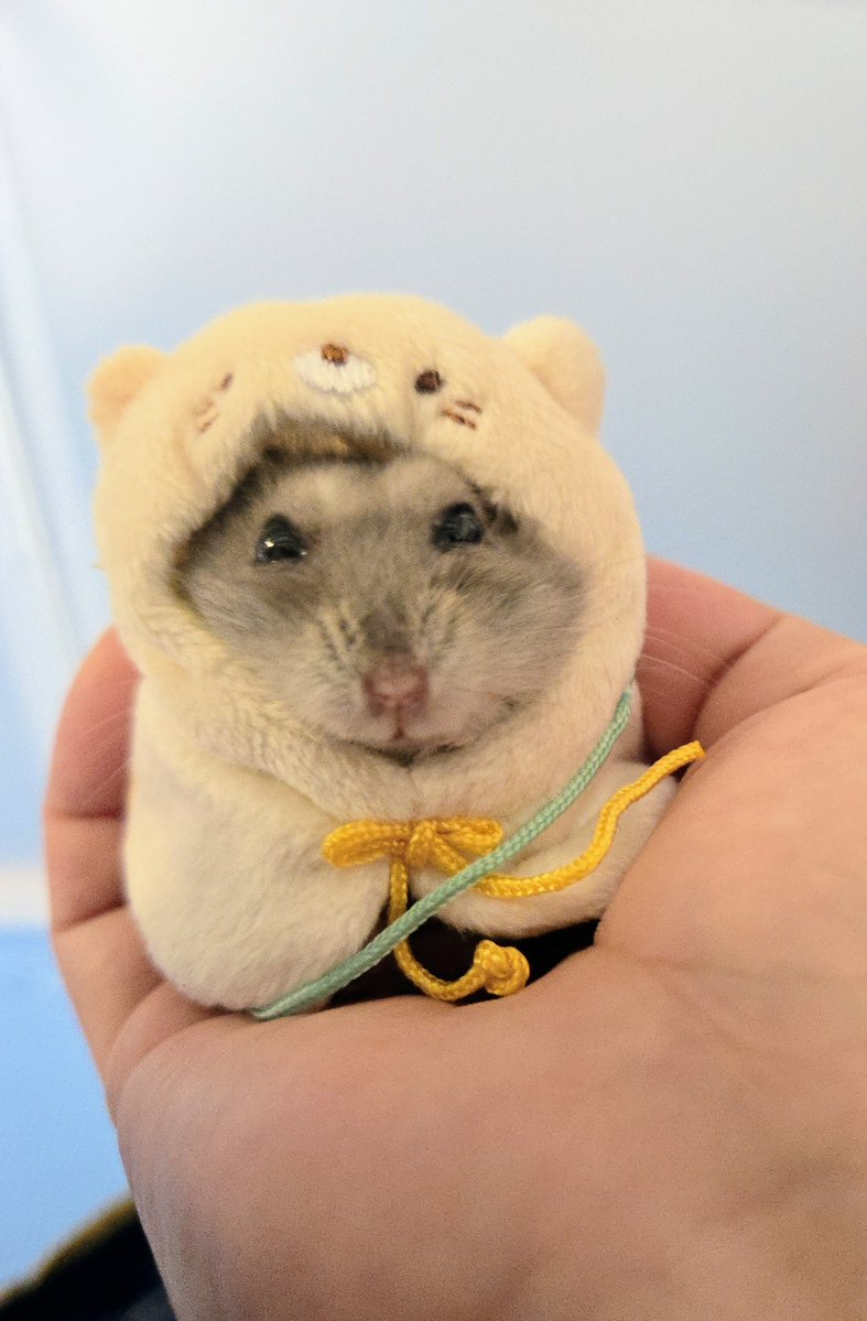haibiscus3104's tweet photo. サイズぴったり
ちゃんと着てくれるのかわいいね🫶
おとなしいちゃんだね🩷
#すみっコぐらし
#ハムスターのいる生活 https://t.co/Xonwiwat91
