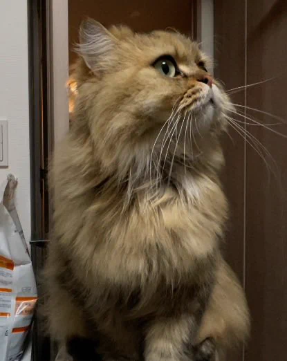 猫のたろう on X: 