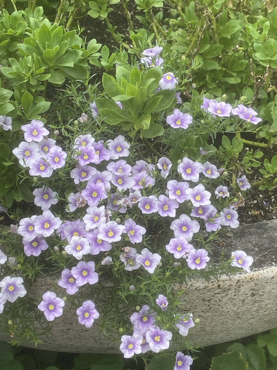pino337's tweet photo. だいぶ涼しくなってきました
けど気温もまだ高く湿度も高いので
暑いです。

ピノが旅立ち10日ほど経ちました。
ふと思い出し涙が出ます。
空で見守ってくれていると思うから
メソメソしないように。と思っています。

沢山のあたたかい言葉
ありがとうございます🍀 https://t.co/AUyQtaCBDv