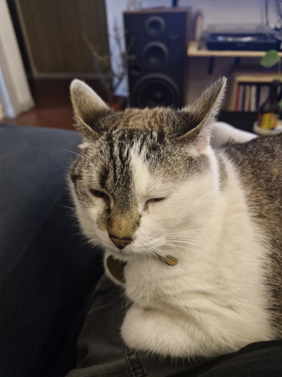 nacholin_'s tweet photo. a Mabel la gatita melomana le gustó mucho Sade, se relajó https://t.co/LmiEkycvZ3