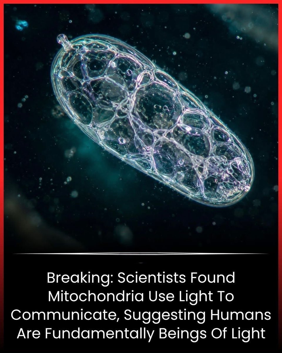scitechgirl's tweet photo. 🚨 SCIENTISTS FOUND LIGHT INSIDE HUMAN CELLS 

Researchers discovered that tiny parts inside our cells may communicate using microscopic flashes of light called biophotons. These signals are invisible to the human eye, but scientists believe they could help cells coordinate, repair damage, and respond to stress.

The discovery is changing how experts understand the human body — suggesting that deep inside us, cells may be “talking” through light itself. 

Source:
Kučera, O., et al. *Biophotons and mitochondrial communication in living cells*. Photochemical & Photobiological Sciences.