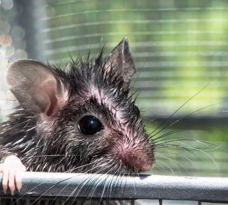clemiecanchange's tweet photo. sad wet mouse boy https://t.co/bc0dQljWaj