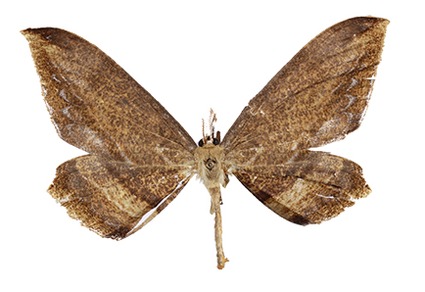 Zootaxa's tweet photo. A review of the genus #Dalima Moore (#Lepidoptera: #Geometridae: #Ennominae) from #India with the description of a new species
#taxonomy
#newspecies
https://t.co/n6yyiUckaf https://t.co/vlfLJw22I0