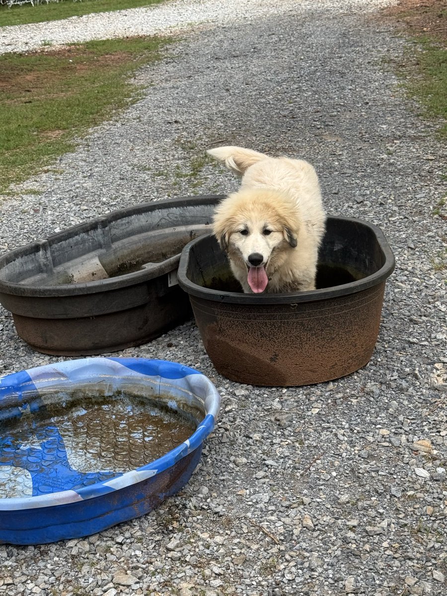 MysteriousRide's tweet photo. Can’t pressure wash water troughs with this kind of help. 😂🤦🏼‍♀️🐾

#FarmLife #FarmDog #GreatPyrenees #CountryLife #RanchLife #FarmAnimals https://t.co/sk0wn5AH84