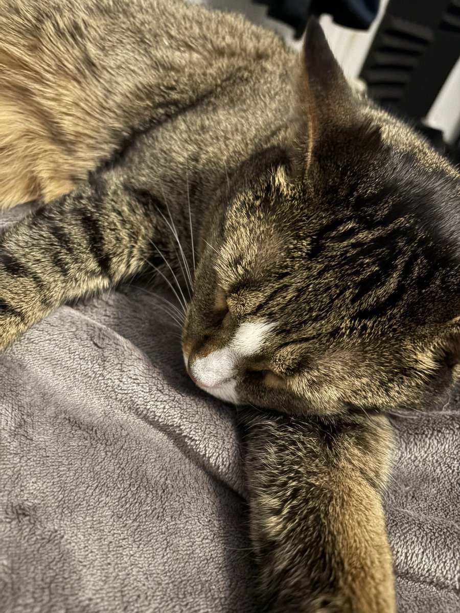 FracturedHaloVT's tweet photo. Came home from work, he meows at me for pets, then headbutts me, claws my back, then passes out in my bed https://t.co/obmAIk9pUY