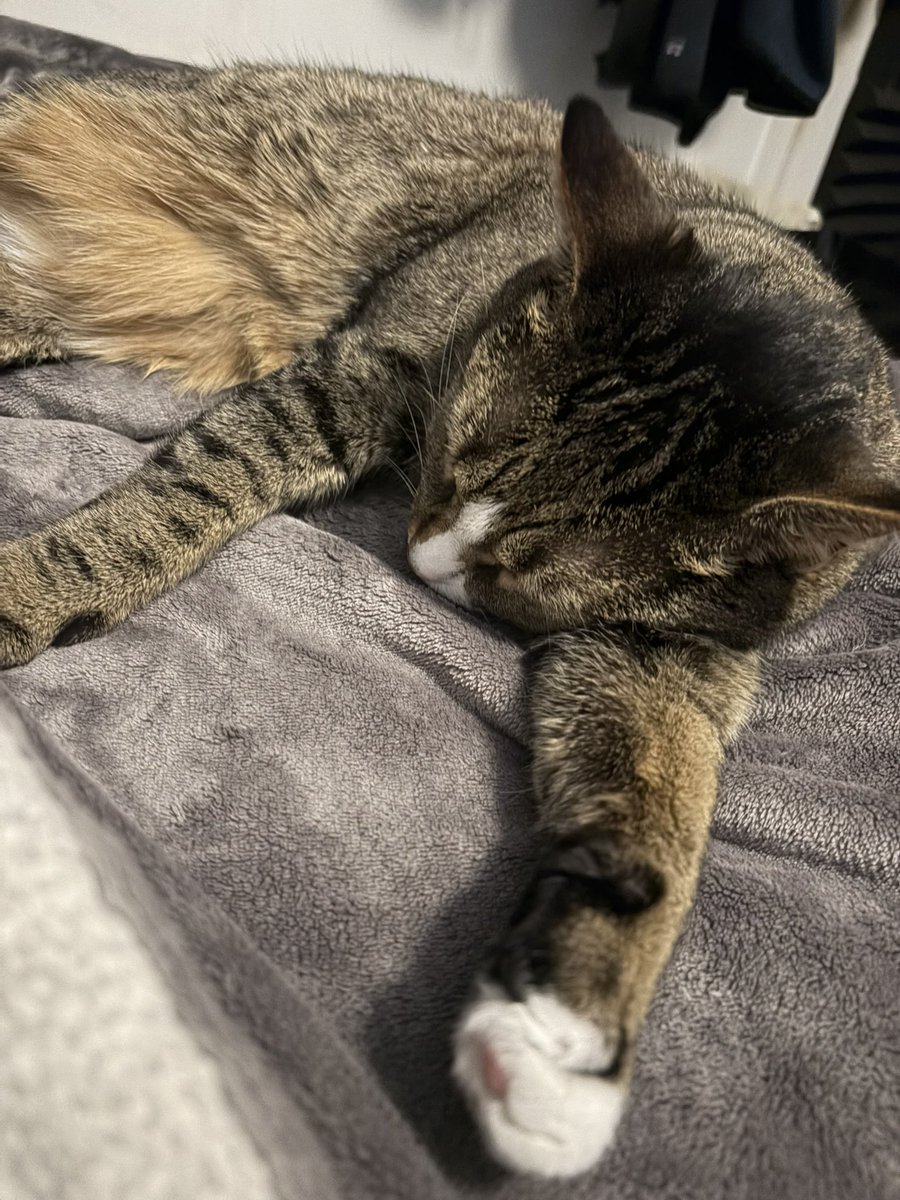FracturedHaloVT's tweet photo. Came home from work, he meows at me for pets, then headbutts me, claws my back, then passes out in my bed https://t.co/obmAIk9pUY