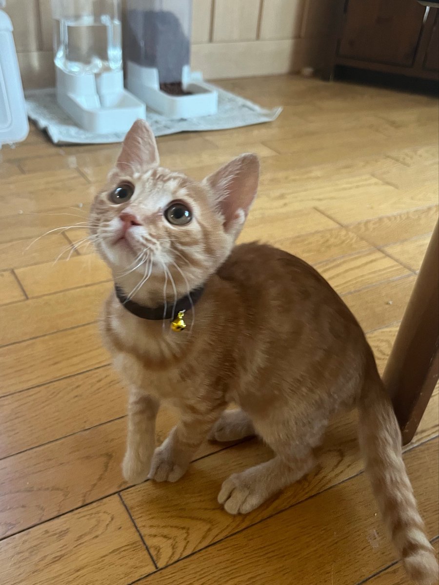 imagoooodboyyy's tweet photo. 実家にいる5人の猫ちゃん達の一番下の末っ子

写真は子猫の時のやつ...この前久しぶりに見たらおデブになっててそれもきゅーとだったな https://t.co/xw9Ul07UcW
