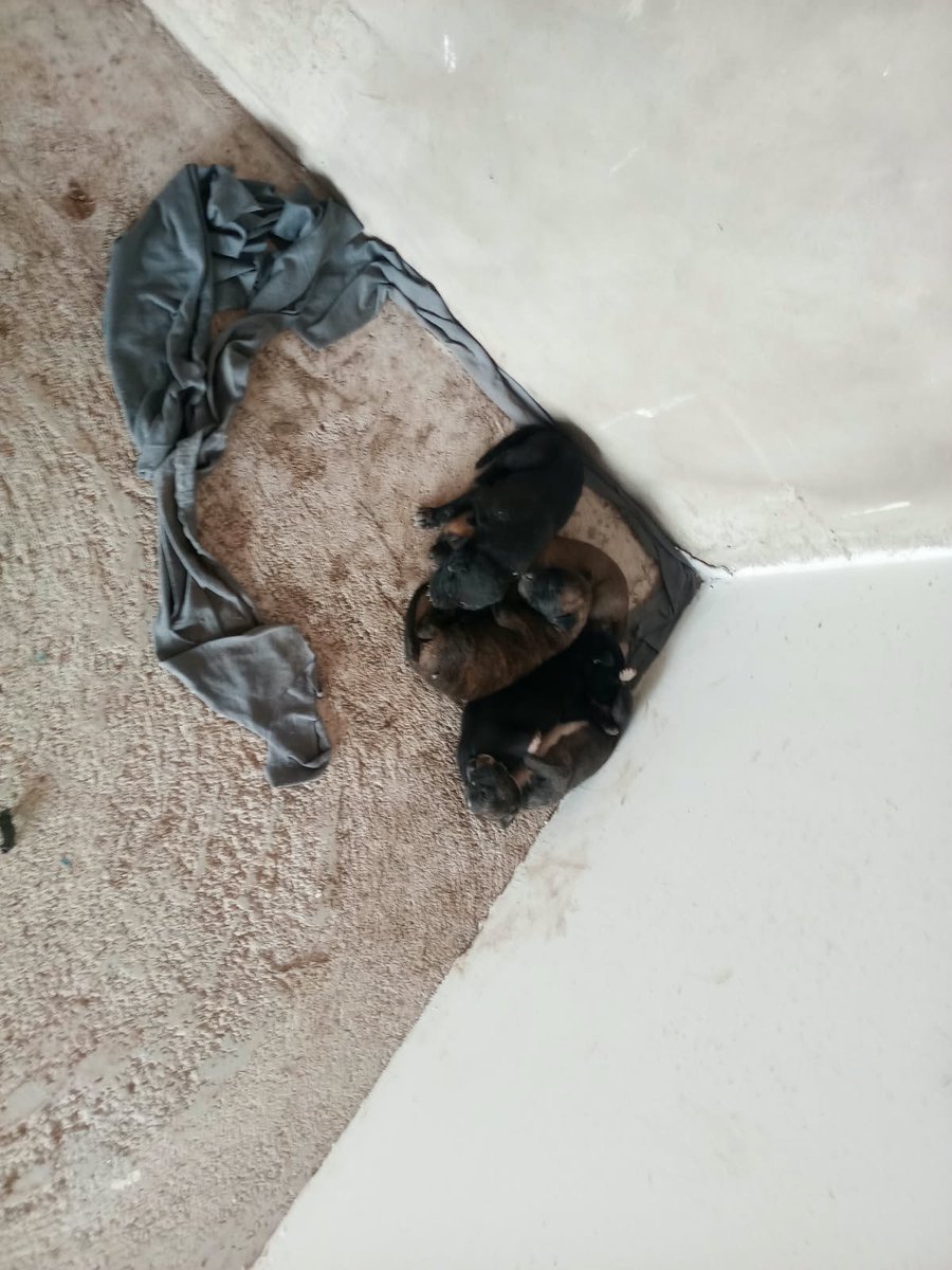 lyssitta's tweet photo. Servicio social ✅️ 
#reportan ⚠️
#emergenciacanina 🆘️🆘️
#URGENTE ‼️‼️

Una perrita ha ido a tener sus cachorros en el centro comercial el encuentro de nueva San Miguel
Ahí aún está en construcción y no es lugar apto para que los cachorros estén ahí. Solicitan urgente un lugar de resguardo para ellos por favor . Contacto78132689