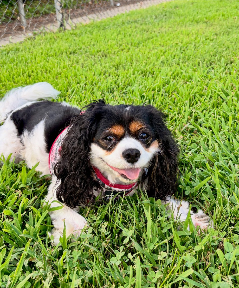 DannieSaltman's tweet photo. Hope your weekend is as happy as Mazie looks here! https://t.co/OmEihjWfzl