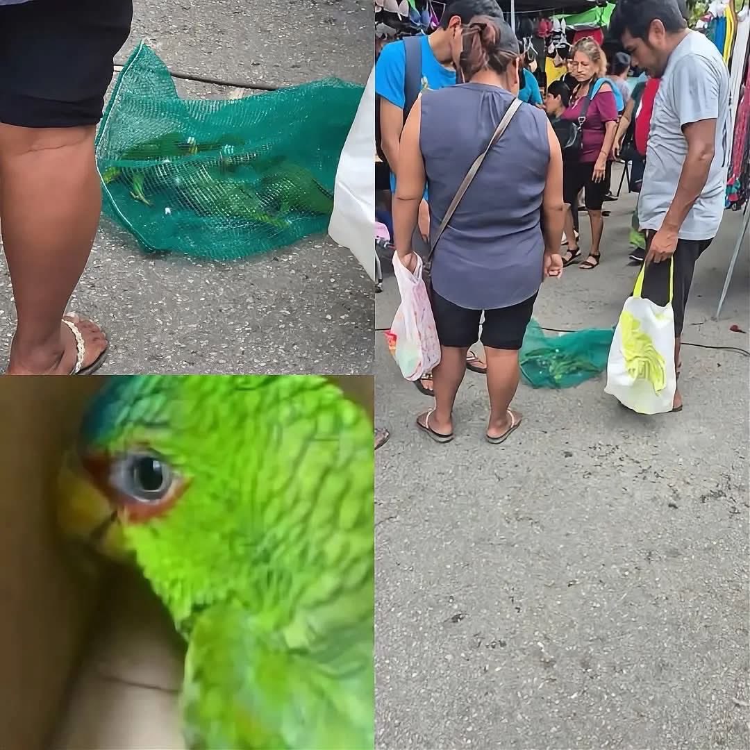 W_ACCIONPLANET's tweet photo. TERRIBLE 

Una escena lamentable sorprendió a un turista mientras realizaba un recorrido guiado por un tianguis de Cancún, Quintana Roo, México, pues entre la ropa, la comida y los artículos de uso cotidiano descubrió a un hombre que aparentemente ofrecía fauna silvestre https://t.co/ctzoZjIACI