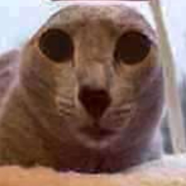 foshseal's tweet photo. @DeezLeezn I’m so fucking sorry.. https://t.co/a8w5NvCRje