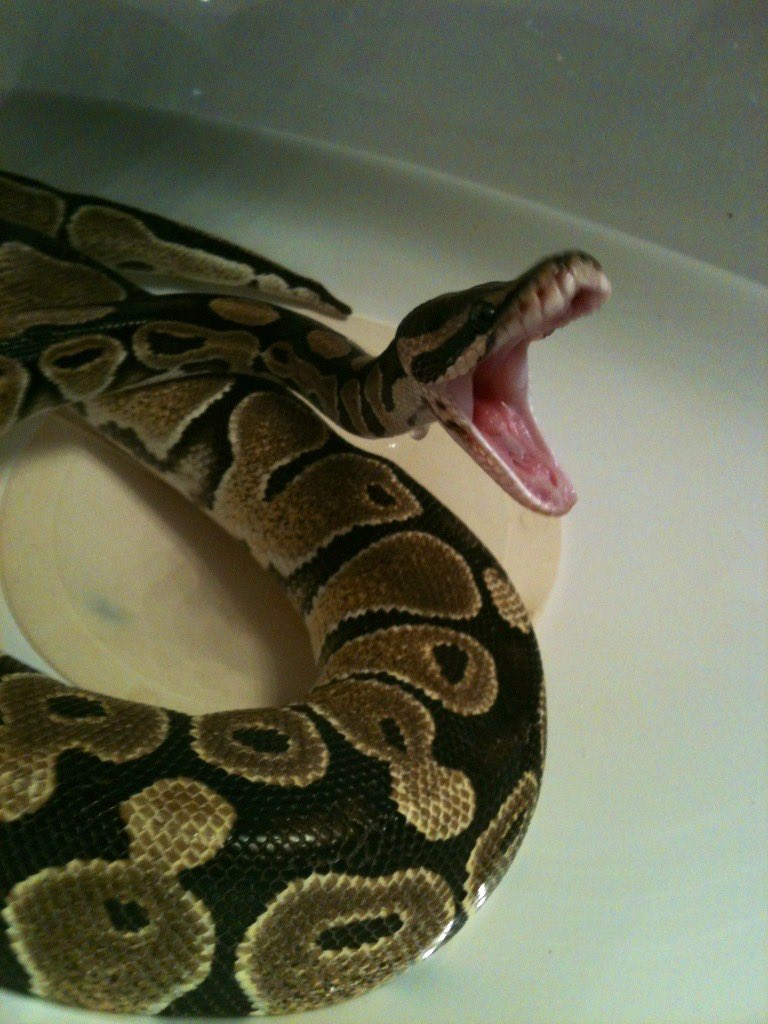 lotustea69's tweet photo. Saw this photo while scrolling through my photo album. Everything reminds me of Bailey. https://t.co/PEXoaRfSM6