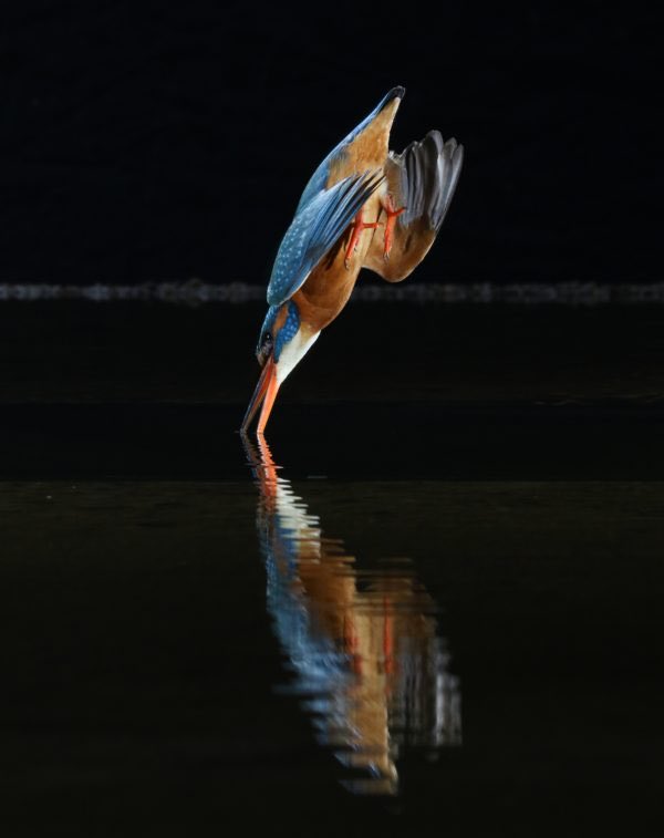 GermanPueblaO's tweet photo. Primer premio en la categoría “ naturaleza “ concurso @fedexcaza_ autor Rubén Sánchez Perez https://t.co/AGbNMgnFn6