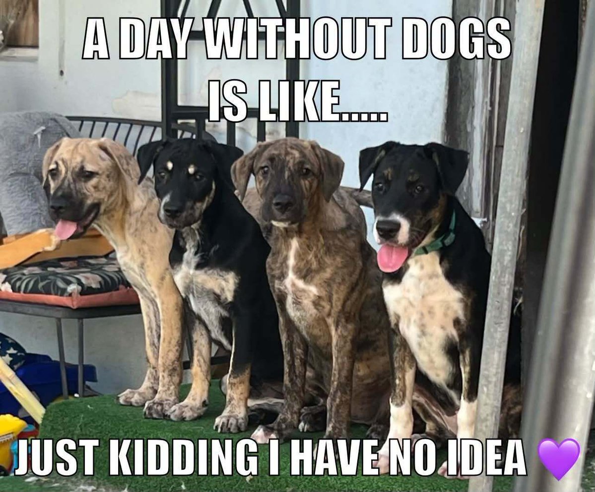 ShadowDogDesign's tweet photo. A day without #dogs is like . . . just kidding, I have no idea. ๐พ ๐พ ๐
#Dog #BestFriend #GoodDog #FaithfulFriend #LoveDogs #DogsAreLove https://t.co/Lh8O8QkGvx