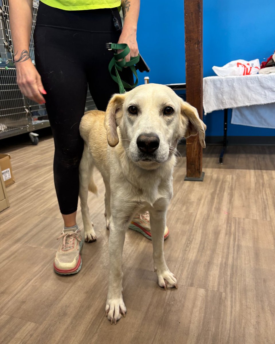 15outof10's tweet photo. This is Bella. She was found as a stray with soft swelling beneath her jaw. Tests revealed that the lump was caused by an infected salivary gland, requiring surgery to drain the infection. Thanks to you, her care was fully covered, and she was quickly adopted ❤️‍🩹 https://t.co/7zz8Y0rhGw
