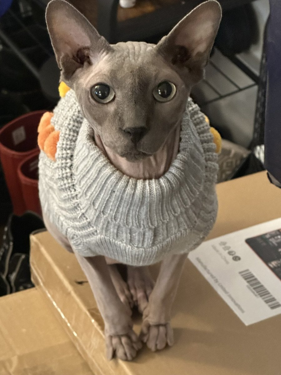 Ranboosaysstuff's tweet photo. Momo passed away after ten wonderful years❤️

He was such a sweet sweet boy and while I was only able to know him for the last few years, he really impacted my life in such a meaningful way. I love him and will miss him so so much. I never thought that I would have a cat in my home much less one as absolutely incredible and loving as this one. He is one of the best things to have ever happened in my life and gave me so much love even if he was annoyed by how much I wanted to pet him at times

I’ll miss you so so much buddy I hope you have fun with moose again :) hope to see you again sometime