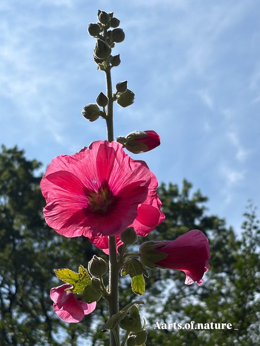 MagnoliaBuhmann's tweet photo. Beautiful summer flowers and buzzing bees in a Montreal garden, celebrating the beauty of nature. https://t.co/9dOE9HATMk
