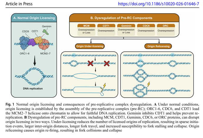 MolMedBMC's tweet photo. Article in Press: Dysregulation of DNA replication licensing factors in cancer | #MolecularMedicine #Cancer #PrereplicativeComplex https://t.co/uhZXHccEk4 https://t.co/EPRzDQNPhS