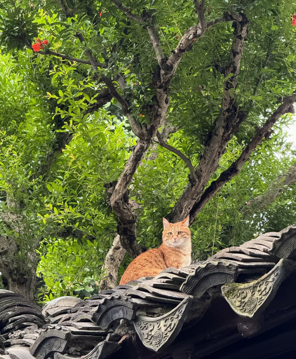 Rimbobujang3's tweet photo. Spent the morning wandering through cobblestone alleys in Lisbon, sun-warmed tile vibes and a stray cat that stole half my pastry—10/10 tiny, perfect adventure. https://t.co/rEzRyCKtWF