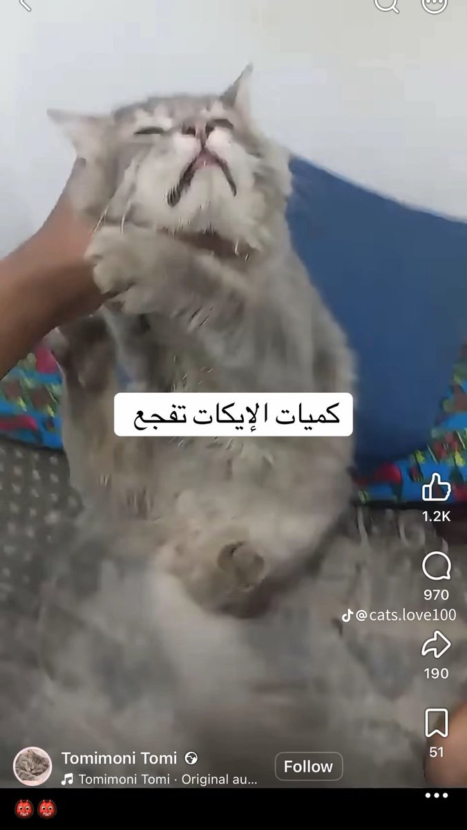 Sara41467592's tweet photo. هذا مجرم يعذب القطط تكفوون بلغوا عليه الله يبلاه بالمرض اللي ماله علاج تكفوون انقذوها جعله الشلل الكامل 😭😭😭😭 https://t.co/9InsRcBEbm