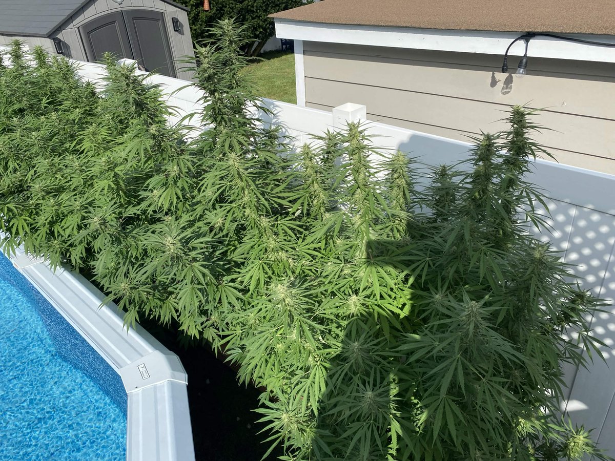 fenarifena's tweet photo. Just letting the garden do its thing 🌿✨
#VRChatPhotographer #Vrchat https://t.co/cwF3RZhe2a