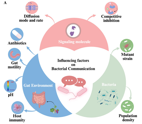 MolMedBMC's tweet photo. Article in Press: Bacterial communication in the gut: interbacterial and bacteria-host crosstalk | #MolecularMedicine #BacterialCommunication #MicrobialCrosstalk #GutMicrobiome https://t.co/6U1Ku9agk0 https://t.co/QNCFeaEiFA