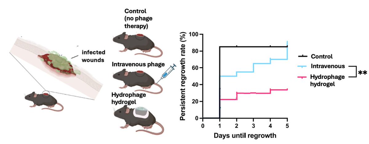 bollyky's tweet photo. I'm excited to share our newest publication on hydrogel wound dressings to deliver phage therapy.  We show that topical, sustained phage delivery using hydrogels is more effective than intravenous phage delivery. Check it out here:  https://t.co/4wF92YIp0E https://t.co/0cS56Ja4Mu