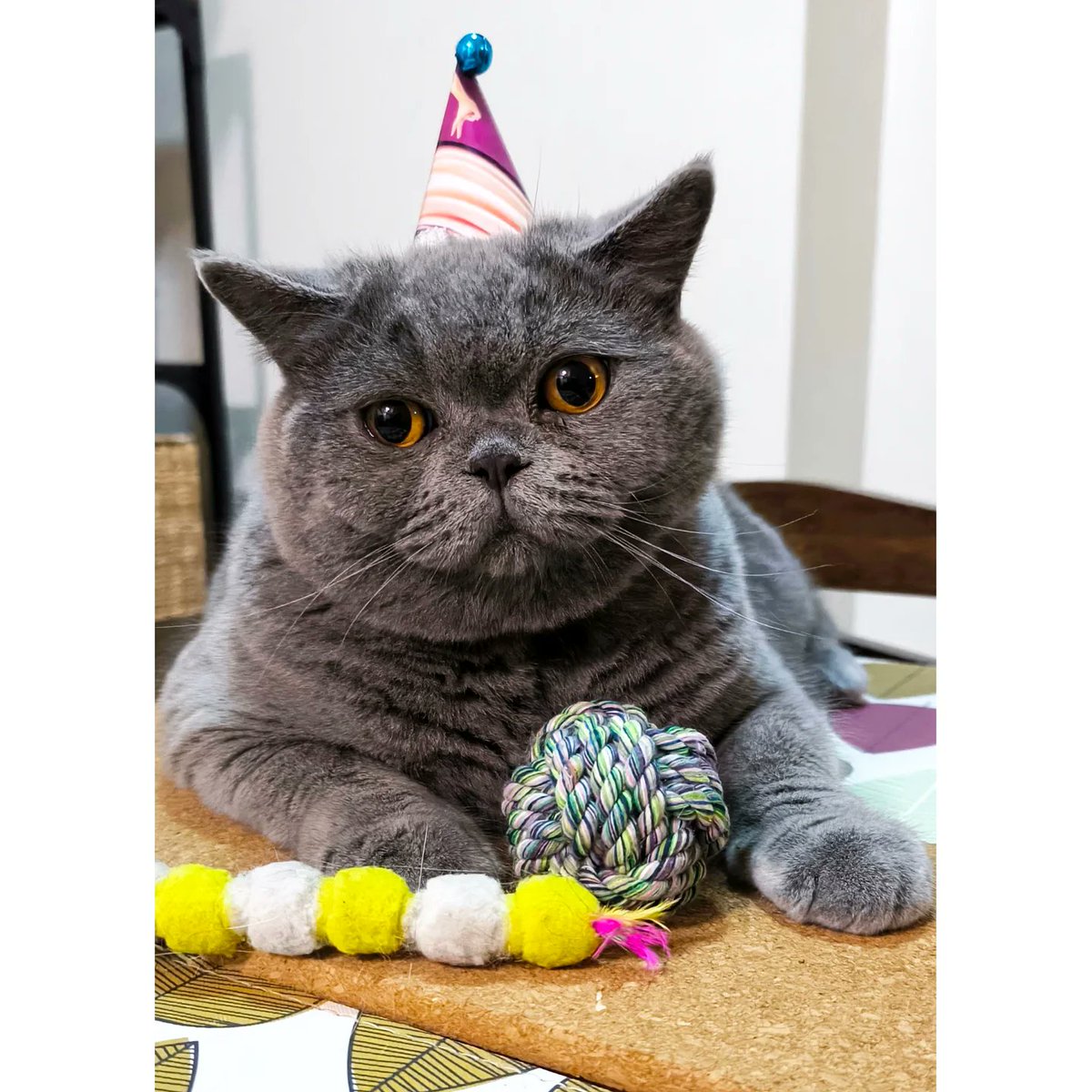 YolondaMenxvb's tweet photo. This beautiful boy turns one today. He’s wreaked havoc on the household since he first came through the door, but he’ll always be Mommy’s little baby. https://t.co/xhQYNfZWjK
