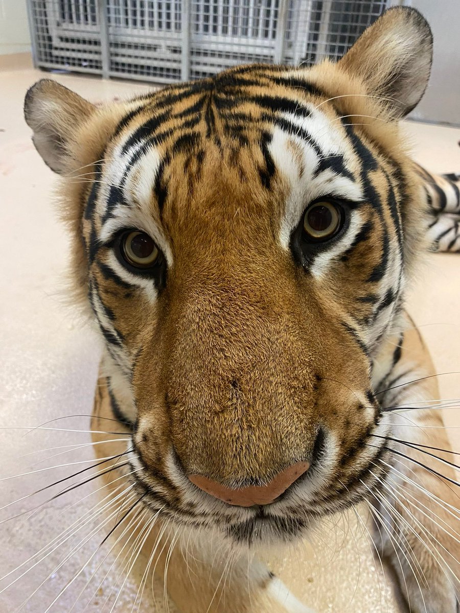 TigrisAksana's tweet photo. STARING CONTEST 1 2 3 GO!!! https://t.co/3a2DXOmCtm