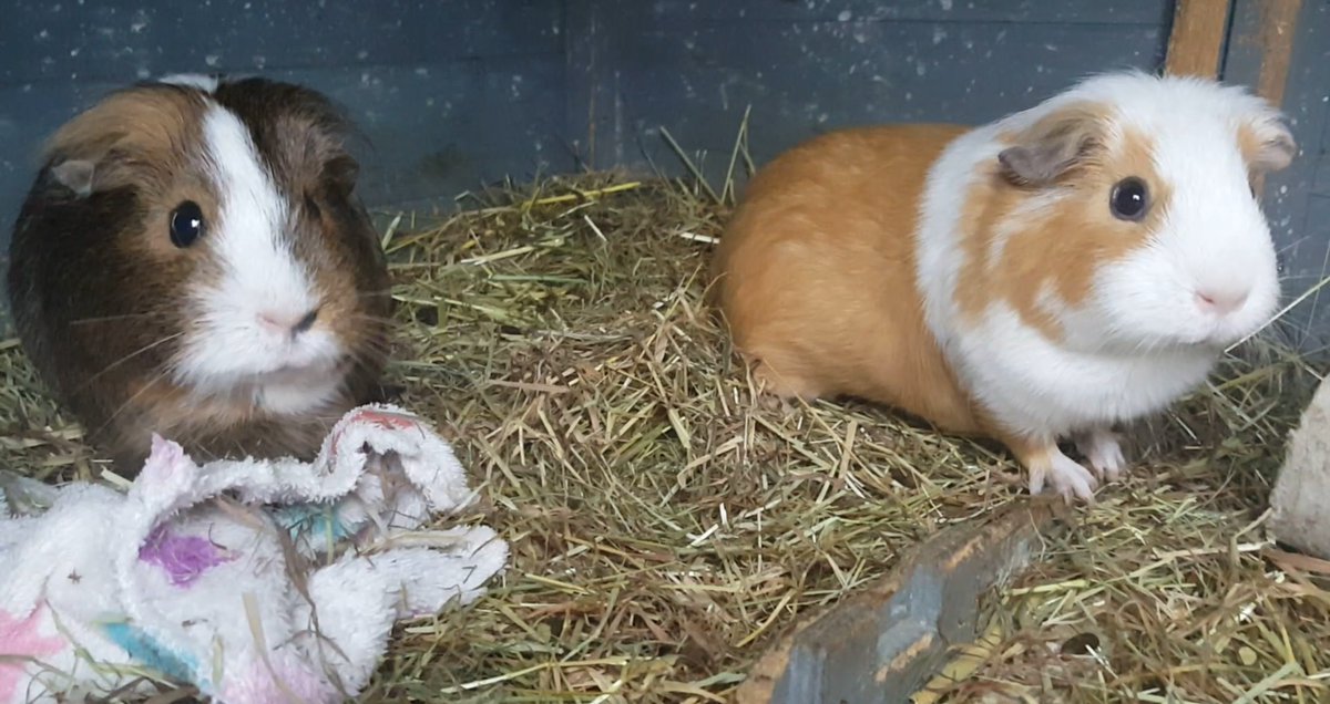 LiklFluffDragon's tweet photo. Monday memories : sharing a peach in the playhouse
https://t.co/xu2BBqSPLn https://t.co/piFDGtNGMQ