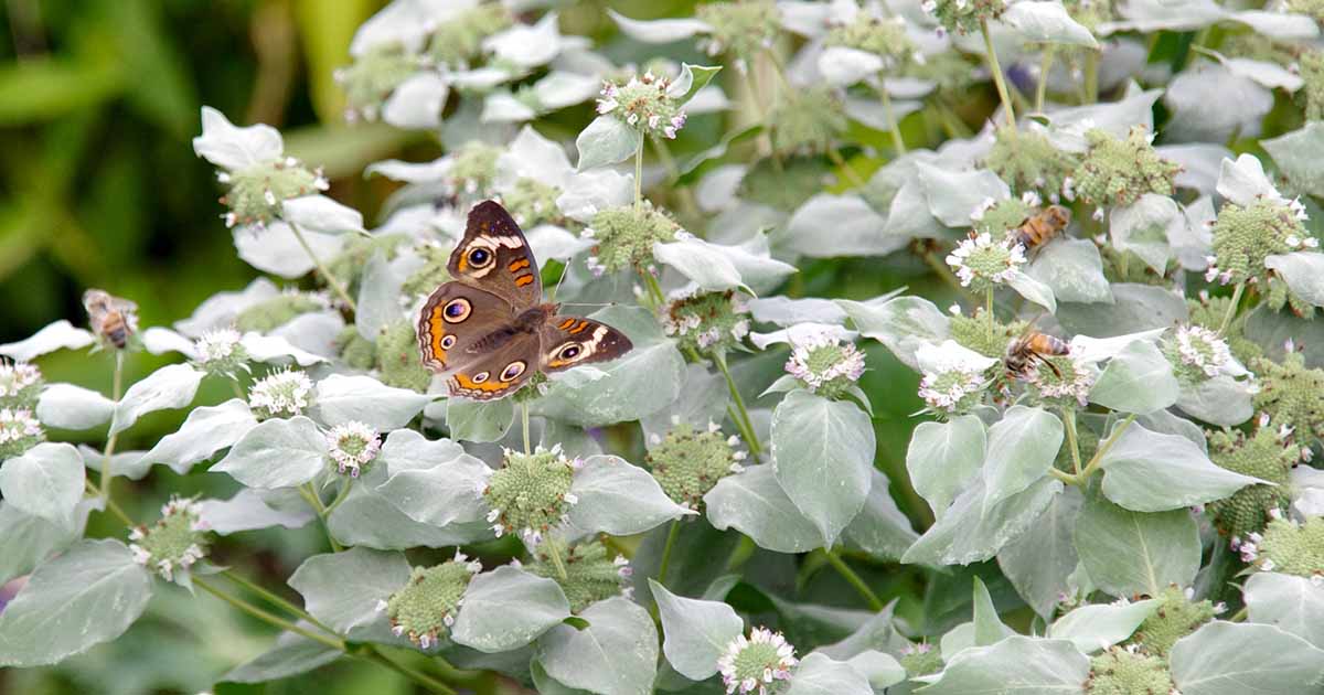 Gardeners_Path_'s tweet photo. How to Plant and Grow Mountain Mint (Pycnanthemum) - With mounds of fragrant foliage and silvery flowers, mountain mint is a pot of gold for pollinators. Learn to grow Pycnanthemum now on Gardener's Path. #mountainmint #gardening #gardeningtips https://t.co/BBTqpfohWR https://t.co/g5PRumYryr
