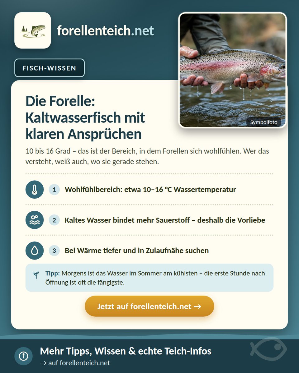 forellenteich's tweet photo. 🐟 Forellen-Basics: Wohlfühlzone 10–16 °C. Wird's wärmer → tiefer &amp; Richtung Zulauf suchen. Mehr 👉 https://t.co/QRcLbtFZZD
#forelle #fischwissen #forellenangeln https://t.co/S1S6upF3CV