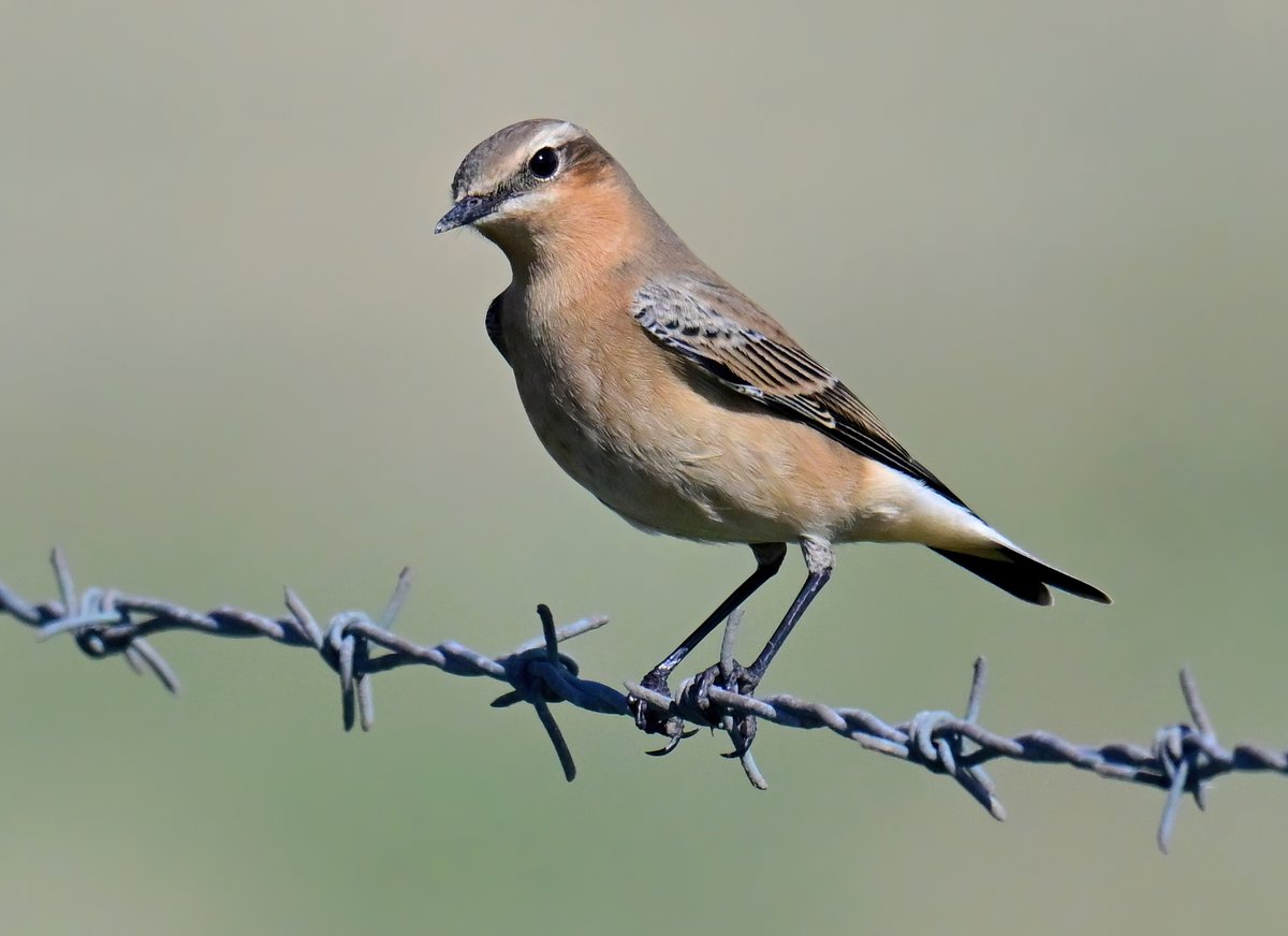 CarlBovisNature's tweet photo. A handsome Wheatear on barbed wire! 😍
 Taken this weekend at the Huntspill seawall in Somerset. 😊
 Have you ever seen a Wheatear?🐦 https://t.co/Xpltf4nMGQ