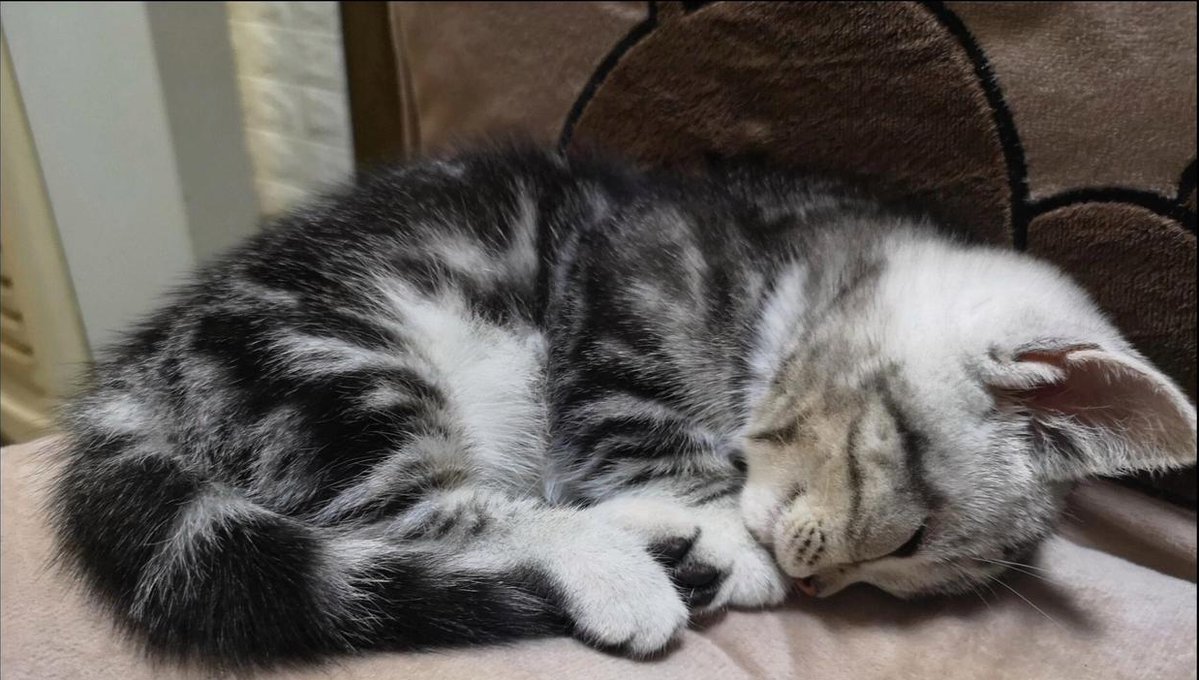 jjs4865's tweet photo. My fur baby grew so much in just 3 months—from a tiny fuzzy ball to a sassy little adventurer  Love this silly grower so much!， https://t.co/cDCscKWqWy