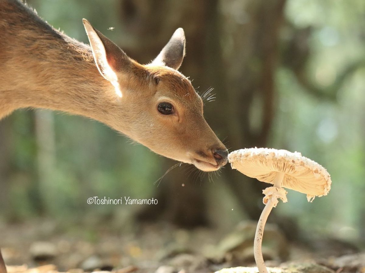 Deerpostss's tweet photo. Funni fungi https://t.co/AQYnO7jXEE