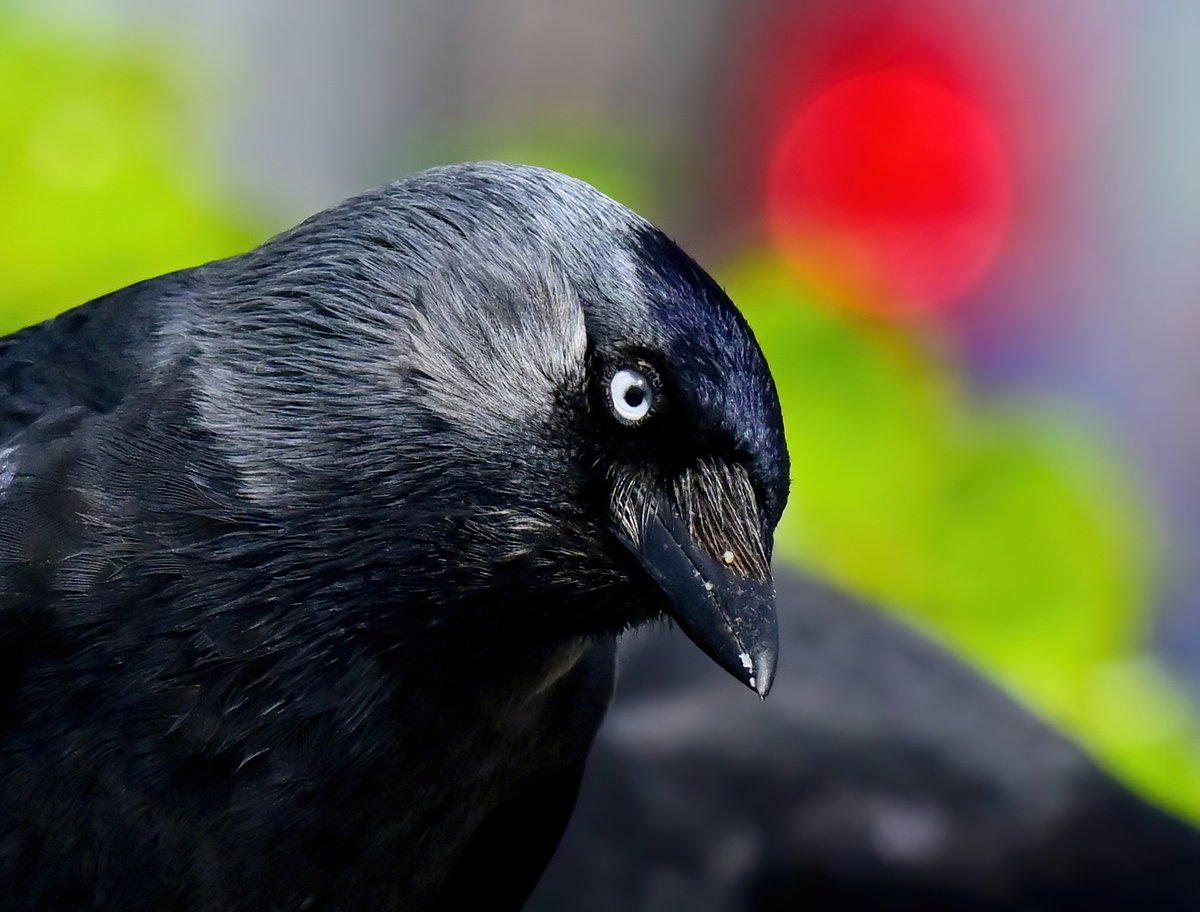 CarlBovisNature's tweet photo. An inquisitive Jackdaw! 😍
 Taken this spring at Porthleven in Cornwall. 😊🐦 https://t.co/04VmOomKyS