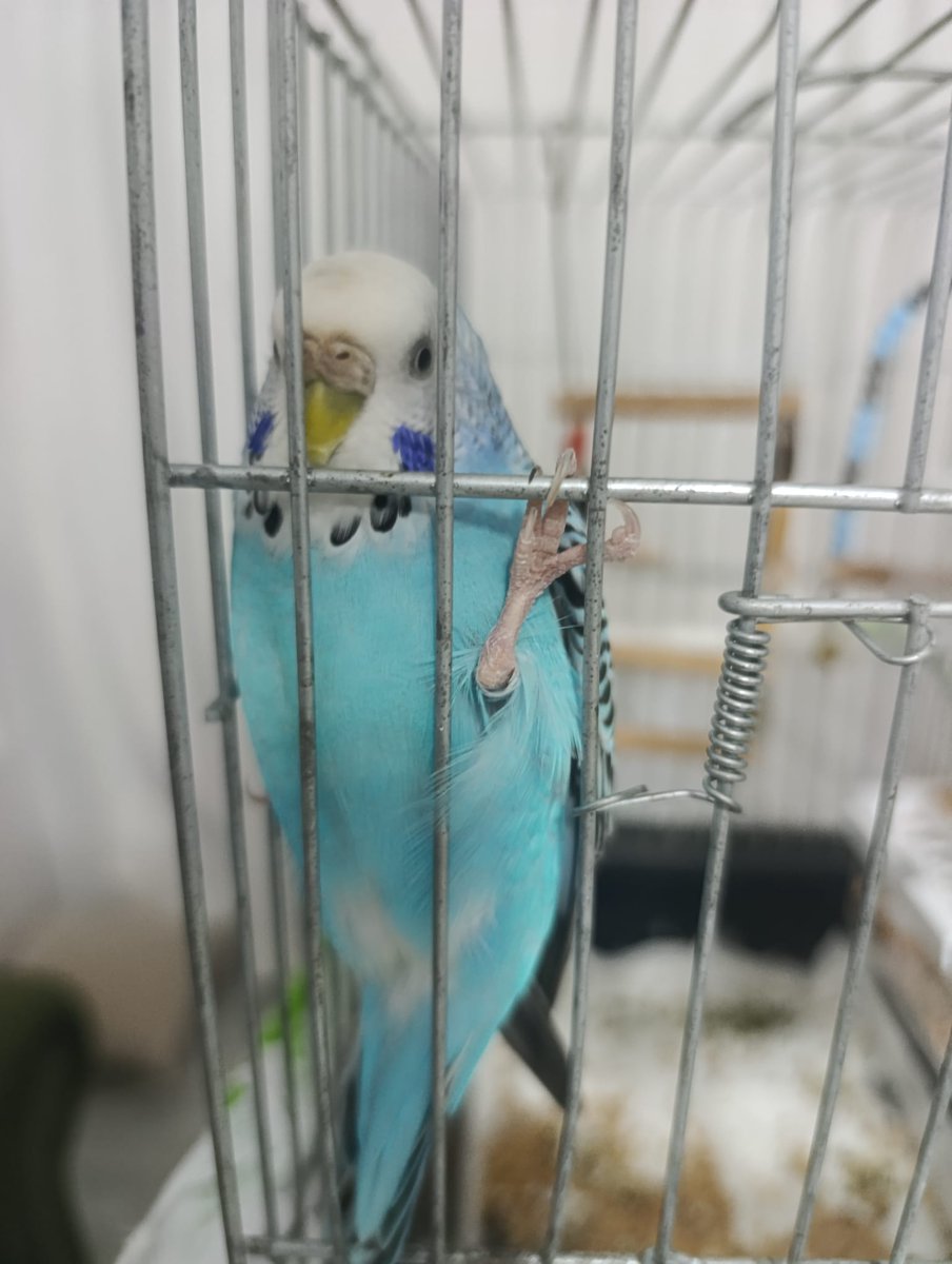 save_thebird's tweet photo. save the bird https://t.co/AncGw8MJfi