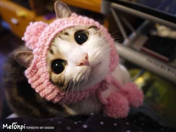 DailyCatConsign's tweet photo. Daily Cat #767 https://t.co/DOZETWGG5z