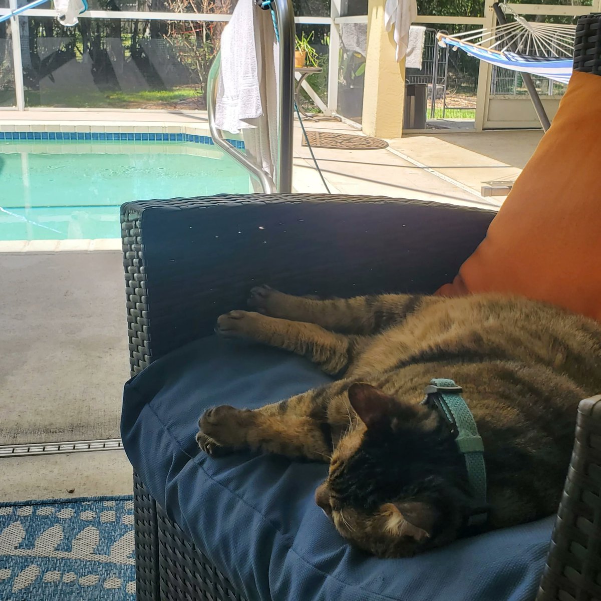 VerlieCooklae6's tweet photo. Gus relaxing in his favorite spot by the pool during his Florida vacation. Time is merely a human concept, and he’s not concerned with it. What a lucky cat! https://t.co/bDmi1krD9x