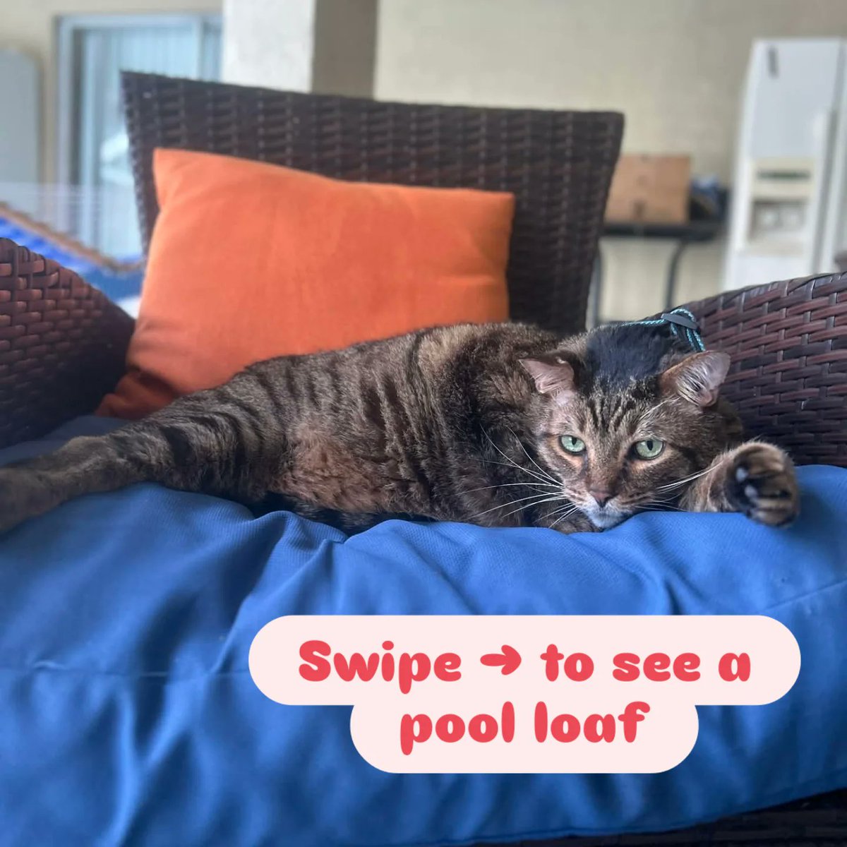 VerlieCooklae6's tweet photo. Gus relaxing in his favorite spot by the pool during his Florida vacation. Time is merely a human concept, and he’s not concerned with it. What a lucky cat! https://t.co/bDmi1krD9x