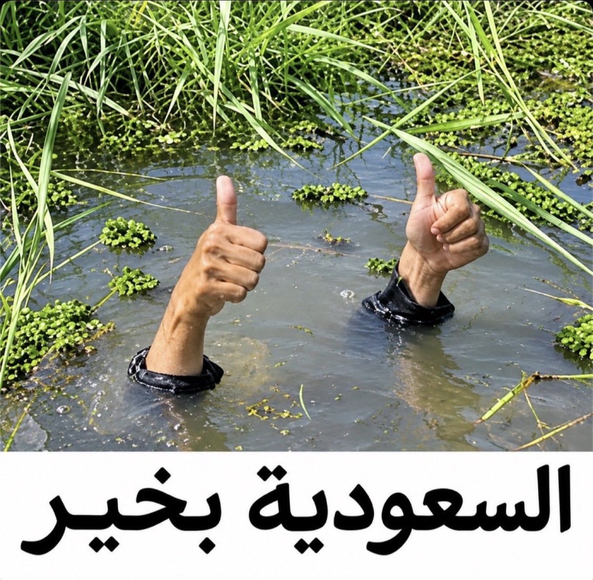 Sam_Saleh_1's tweet photo. @halgawi 🐸🐸 https://t.co/vNV3j7Fiup
