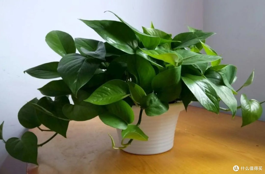 Mia_Mena's tweet photo. Keep your pothos thriving! Place it in bright indirect light, water when the top 2 inches of soil feel dry, and wipe leaves monthly to dust. Easy, air-purifying vibes for your space! https://t.co/87YRSc8tMJ