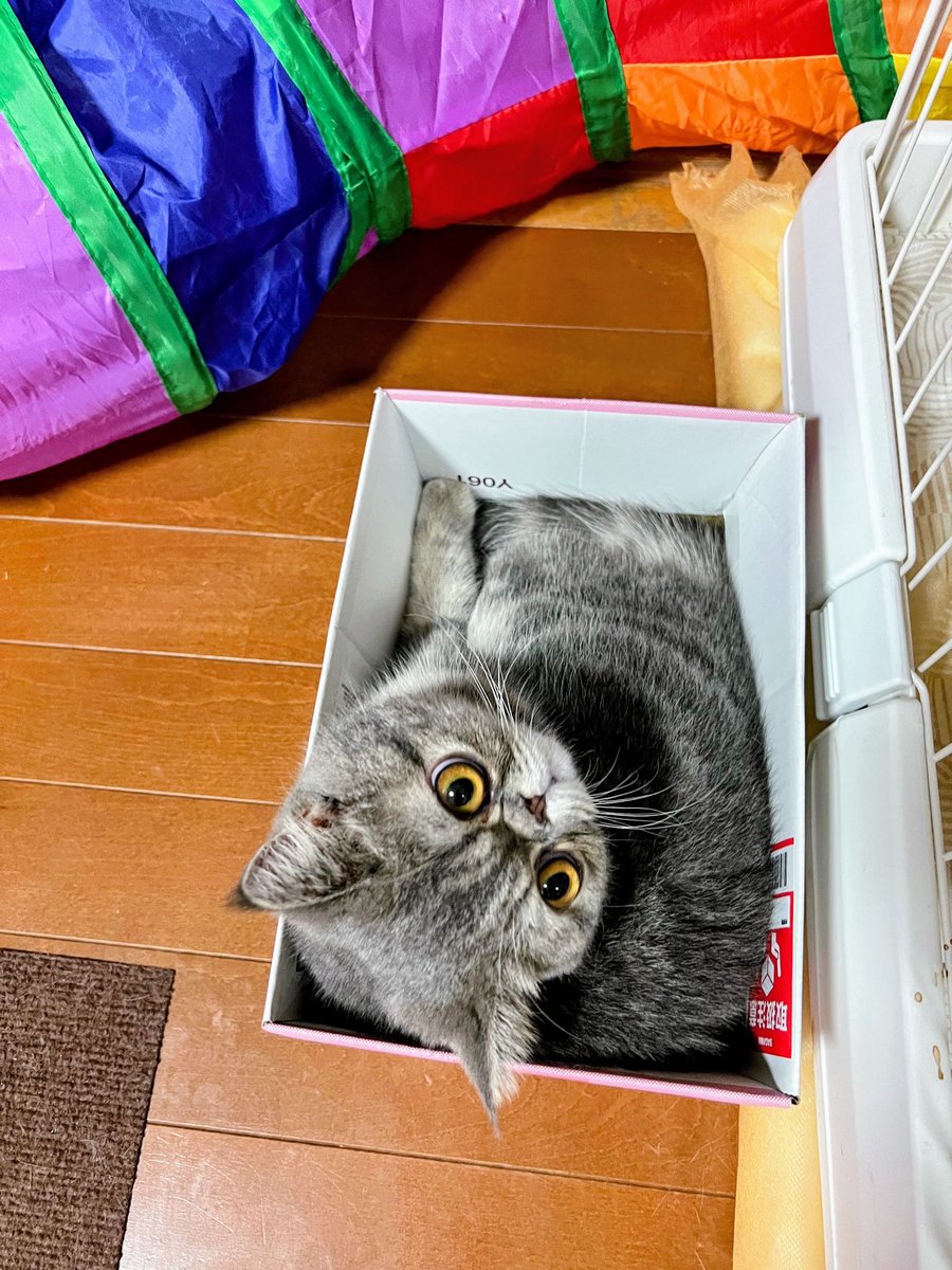 noritaro3333's tweet photo. おはようございます
ぺこちゃん
術後の検診でお腹の水を抜いてきました
経過良好です https://t.co/4OZao2mBCT