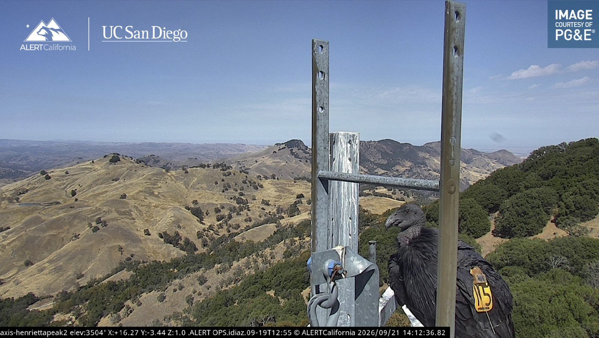 ALERTCalifornia's tweet photo. Good news for all of our condor enthusiasts, the Henrietta Peak cameras were just cleaned by one of our regional partners. The spiderwebs that were obscuring the view have been removed. Now, at 2:15 p.m. PT, there's a condor live on the feed: https://t.co/uGN9sHSbxo https://t.co/obqP3QMEYV